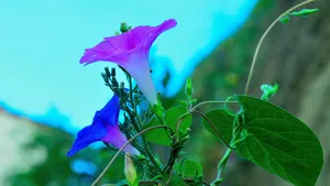 好看的牵牛花图片_7