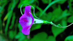 好看的牵牛花图片_9