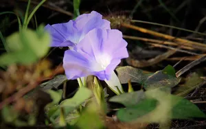 唯美紫色牵牛花图片_5