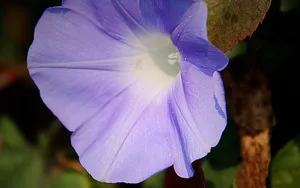 唯美紫色牵牛花图片_6