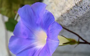 唯美紫色牵牛花图片_7