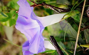 唯美紫色牵牛花图片_8