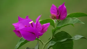 紫色三角梅图片_3