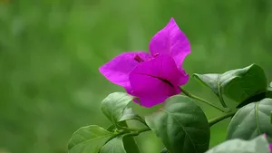 紫色三角梅图片_10
