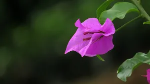 紫色三角梅图片_13