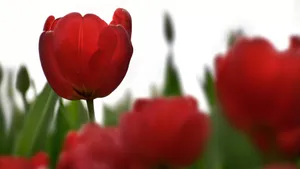 高清郁金香图片_8