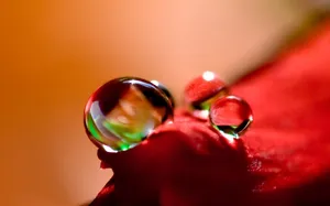 花朵上的晶莹水珠图片_2