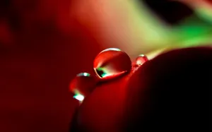 花朵上的晶莹水珠图片_4