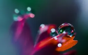 花朵上的晶莹水珠图片_6