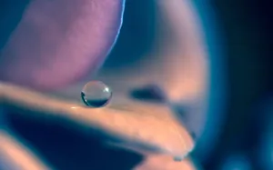 花朵上的晶莹水珠图片_8