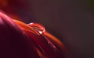 花朵上的晶莹水珠图片_9