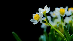 水仙花图片水仙花花语_2