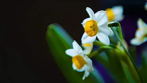 水仙花图片水仙花花语_3
