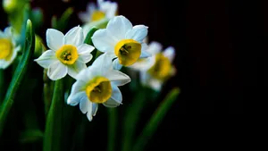 水仙花图片水仙花花语_4