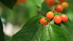 樱桃树上的樱桃图片_5