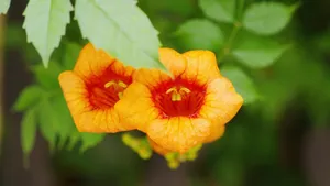 凌霄花图片花语