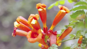 凌霄花图片花语_2
