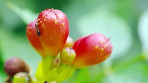 凌霄花图片花语_3