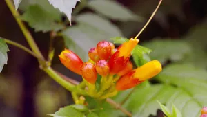 凌霄花图片花语_4