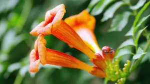 凌霄花图片花语_6
