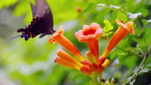凌霄花图片花语_7