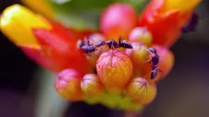 凌霄花图片花语_8