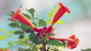 凌霄花图片花语_9