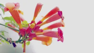 凌霄花图片花语_10