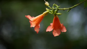 凌霄花图片花语_11