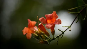 凌霄花图片花语_12