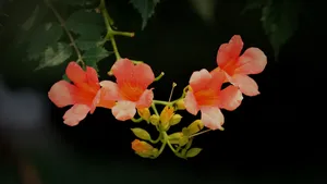凌霄花图片花语_13