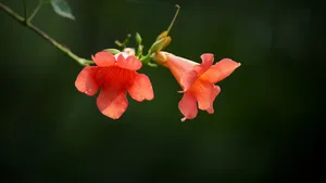 凌霄花图片花语_14