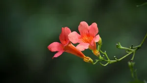凌霄花图片花语_15