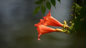 凌霄花图片花语_16