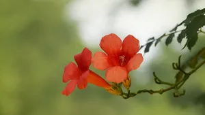 凌霄花图片花语_17