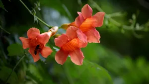 凌霄花图片花语_18