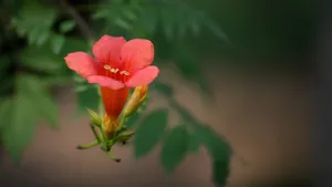 凌霄花图片花语_19