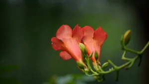 凌霄花图片花语_20