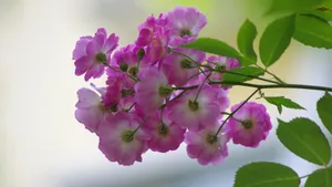 粉色蔷薇花图片