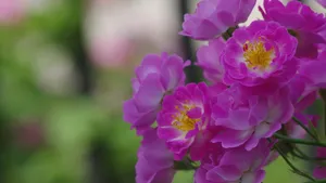粉色蔷薇花图片_3