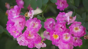 粉色蔷薇花图片_4