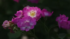 粉色蔷薇花图片_5