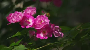 粉色蔷薇花图片_7