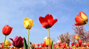 高清郁金香花丛图片_4