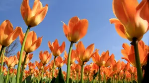 高清郁金香花丛图片_5