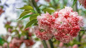 蔷薇科灿烂樱花图片_3