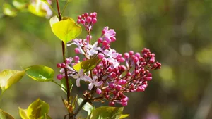 含苞待放的丁香花图片_3