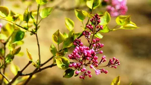 含苞待放的丁香花图片_4