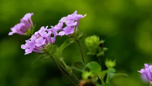 四季花五色梅图片_6