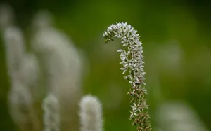 路边的野花图片_3